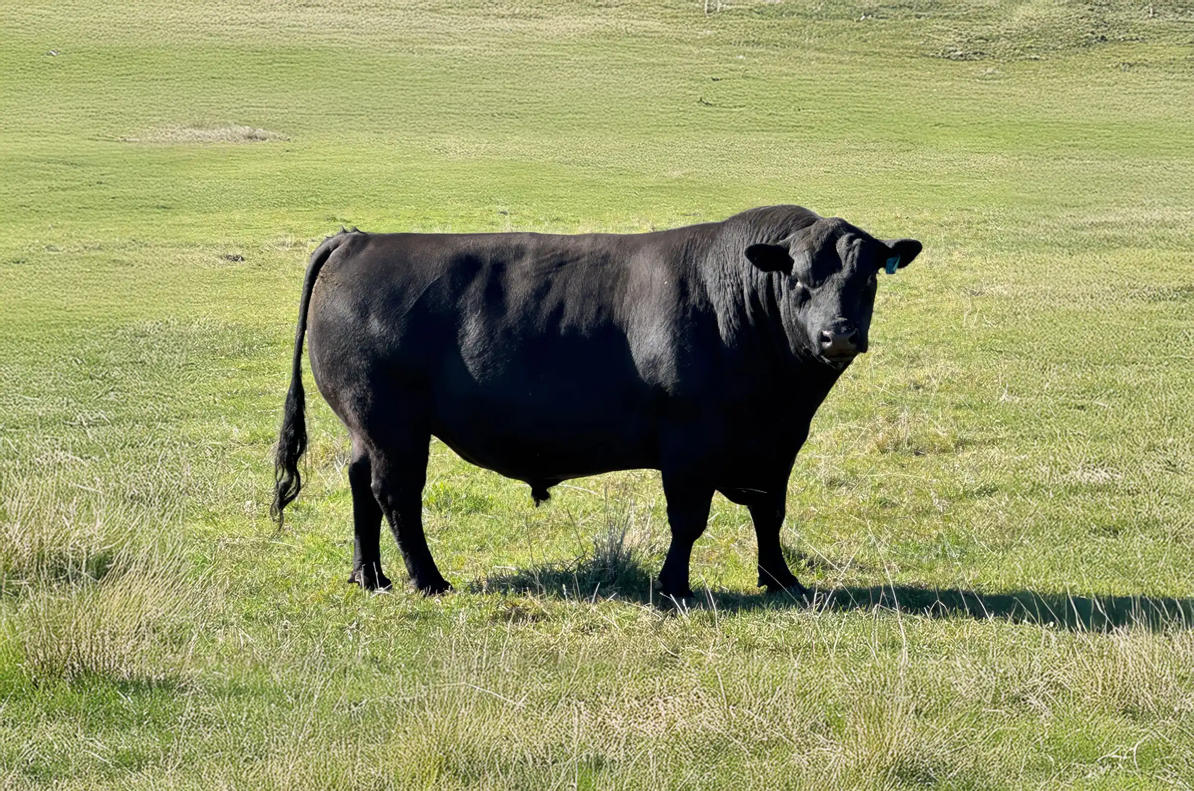 Black Angus bull in field